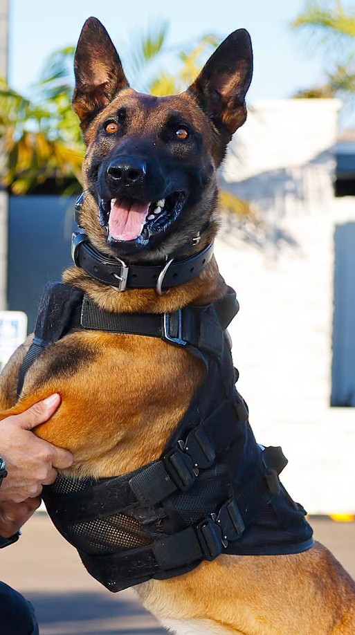 K9 Dundee - Lee County Sheriff's Office - Florida